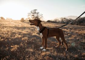 Cães reativos: 3 coisas que você precisa saber – Parte 2