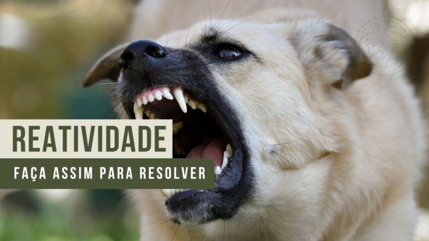 cão reativo