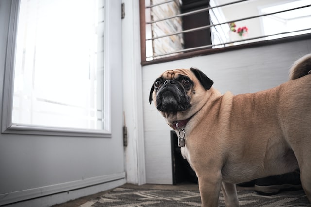como ensinar cão sozinho