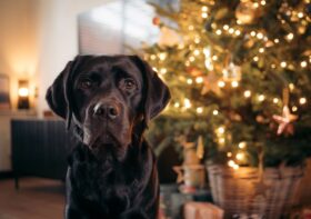 6 orientações para ter tranquilidade com as visitas de final de ano (cão ou gato)