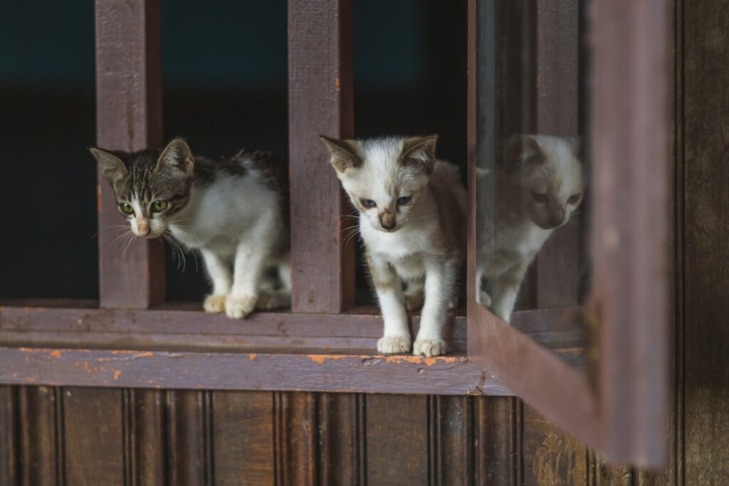 Gatos amigos: mais comum quando irmãos e/ou crescem juntos