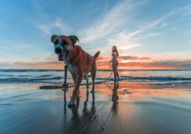 Cão Medroso: o Caminho para a Confiança